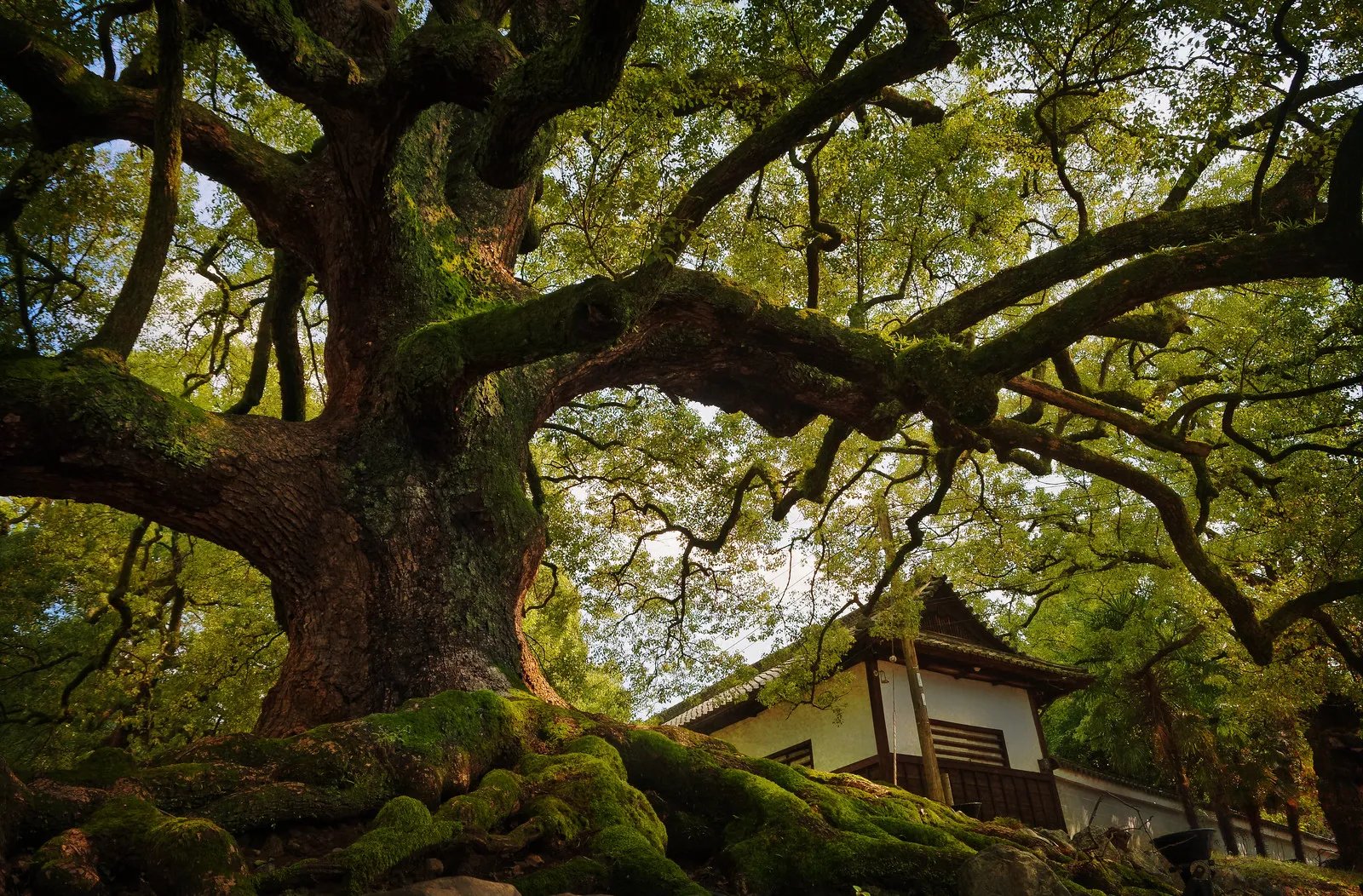⛩️ 이토사키 신사 이미지 6